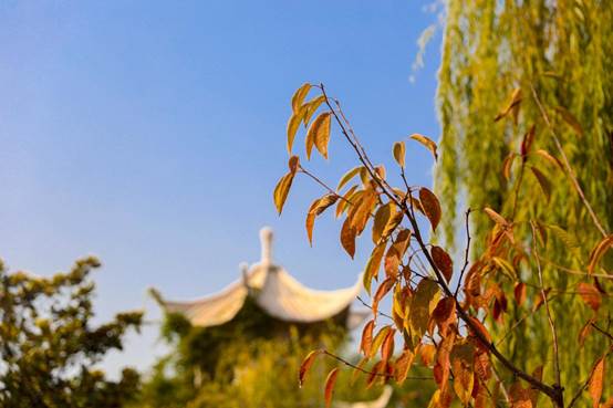 山东新东方秋景