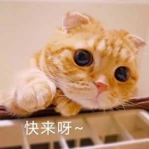 美食品鉴